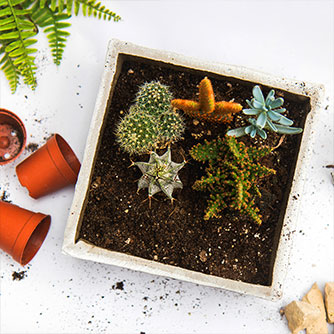 Miniature Desert Garden in a Planter